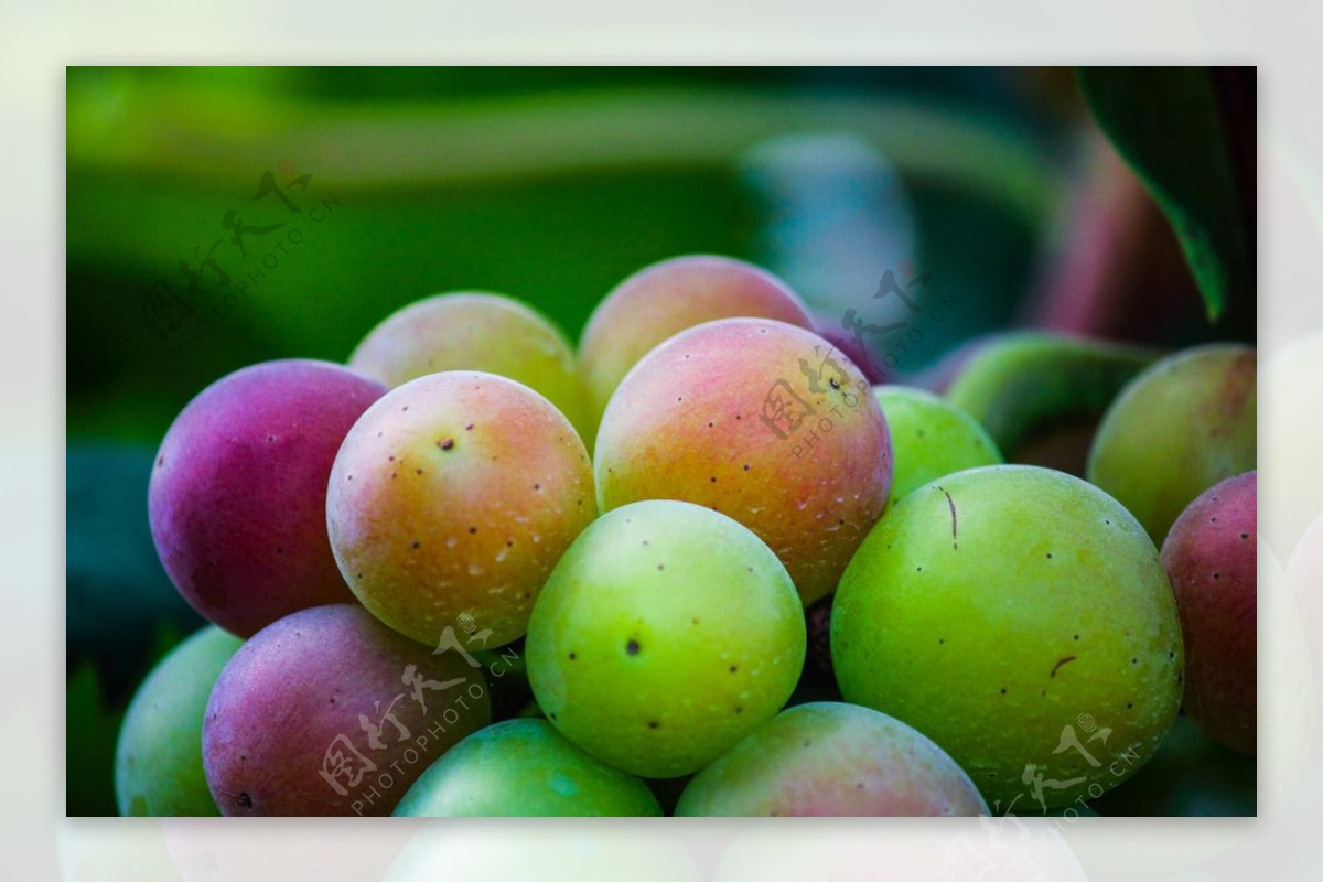 葡萄摄影葡萄高清图图片