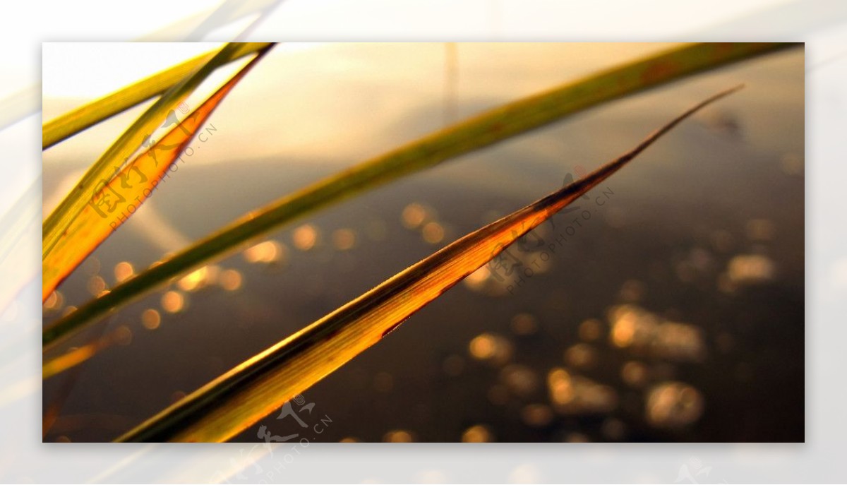 田园风光风景名胜自然风景旅游印记稻田里的夕阳之光夕阳之下的稻田稻田图片