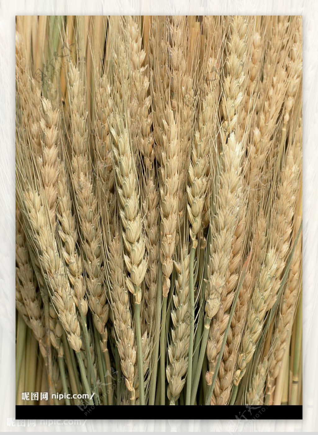 乾燥麥穗图片