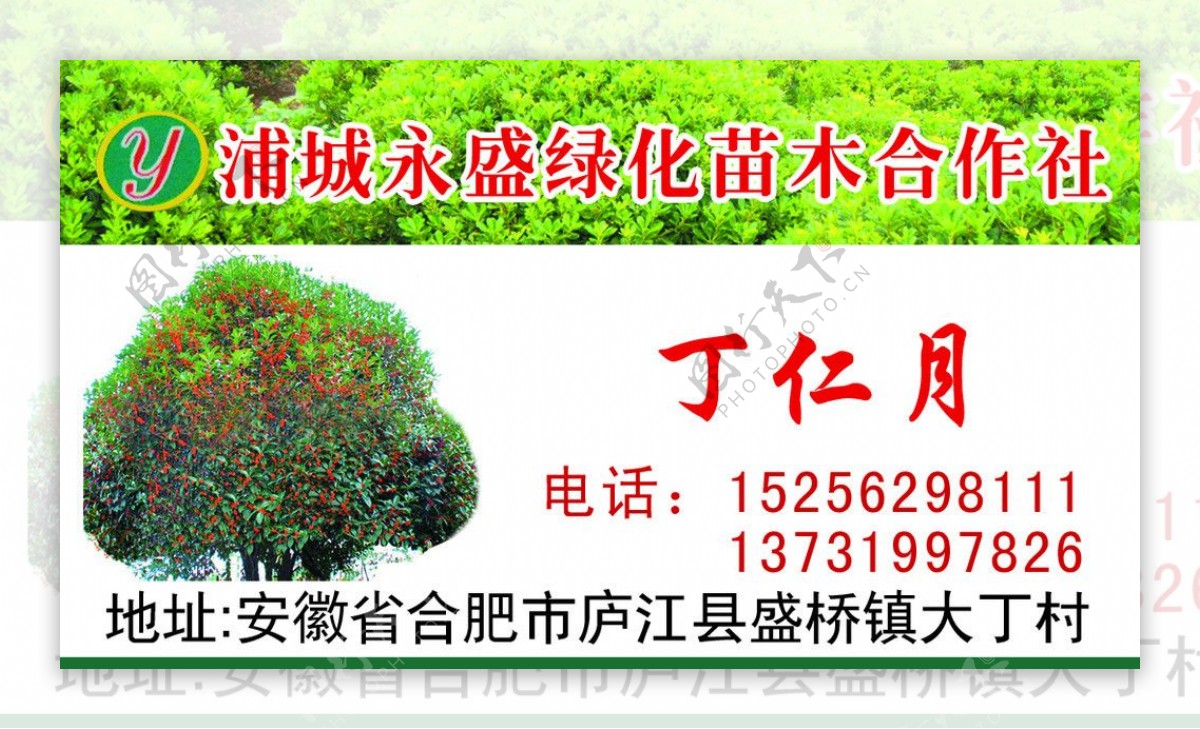 桂花园林图片