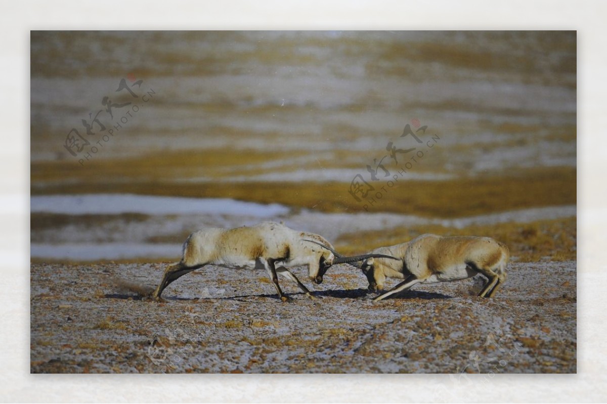 大美西藏，高原上的藏羚羊，十分可爱-搜狐