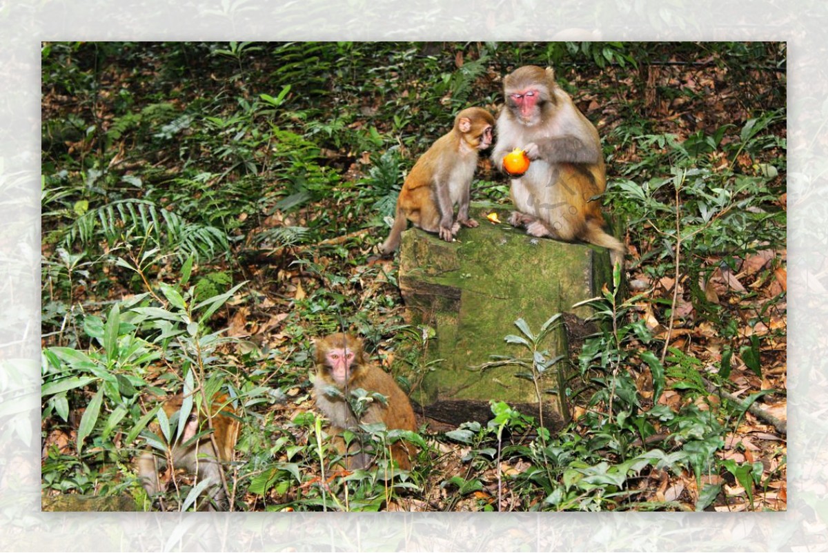 吃橙子的猴子图片
