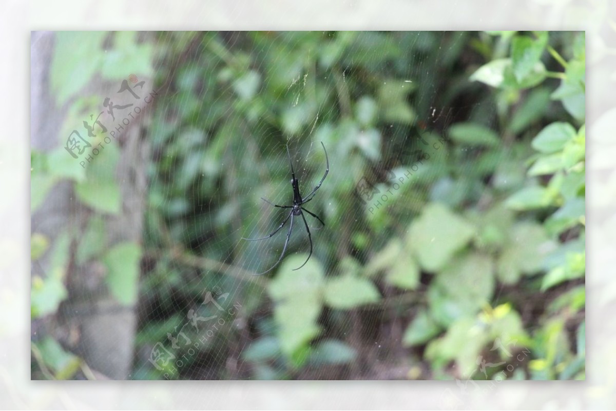 近距离拍摄的络新妇蜘蛛图片