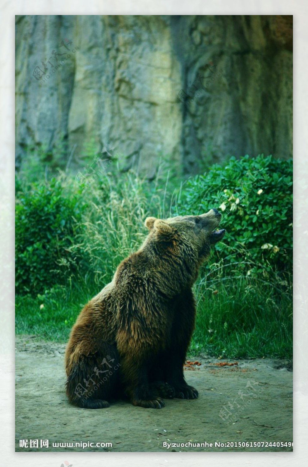 棕熊图片