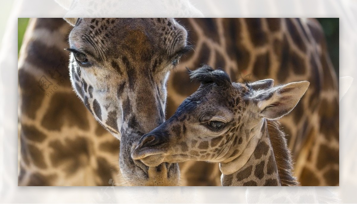 长颈鹿家庭图片