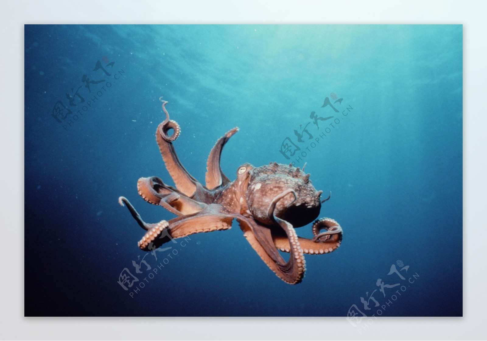 海洋章鱼图片大全-海洋章鱼高清图片下载-觅知网