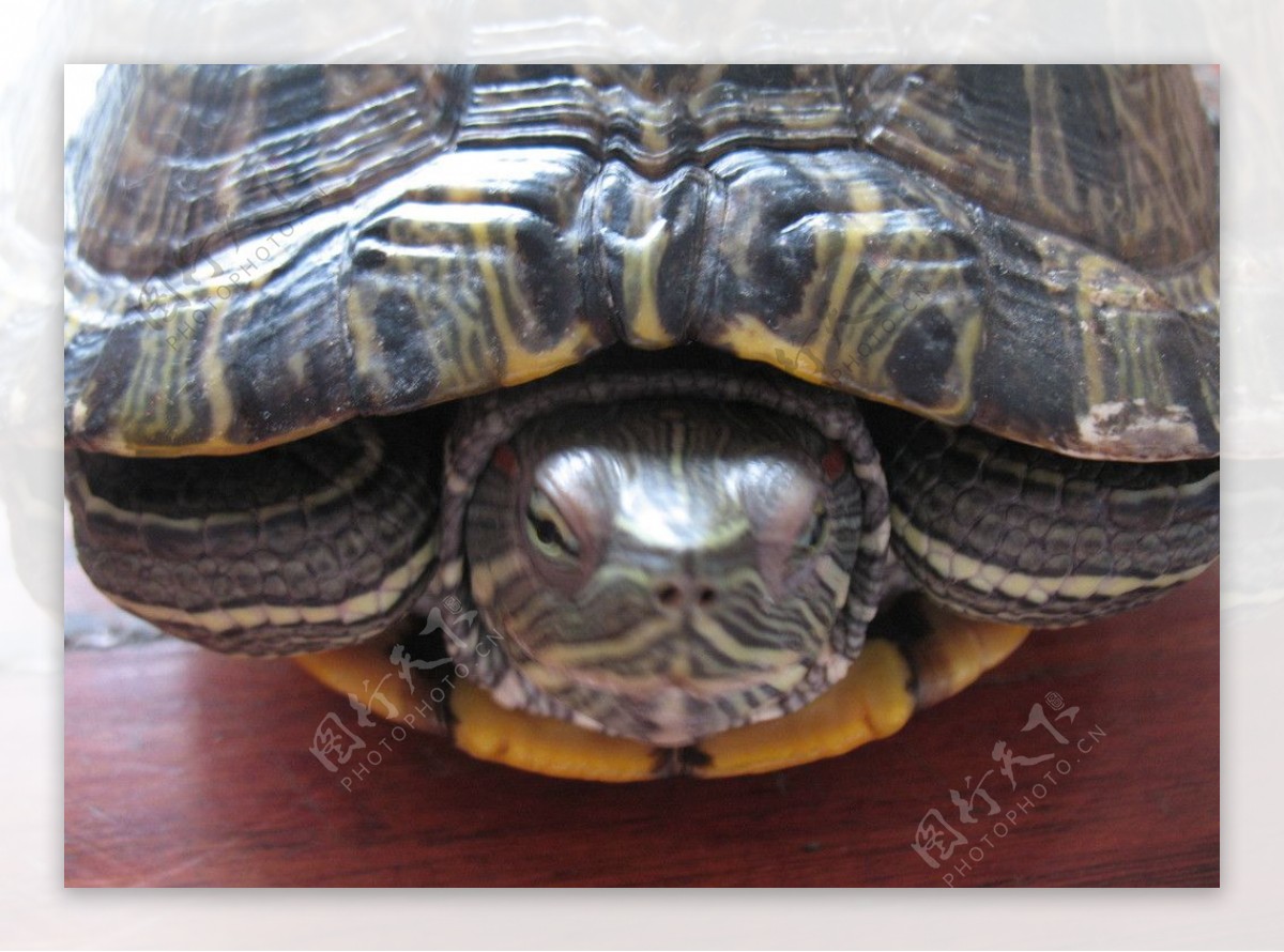 巴西龟头图片