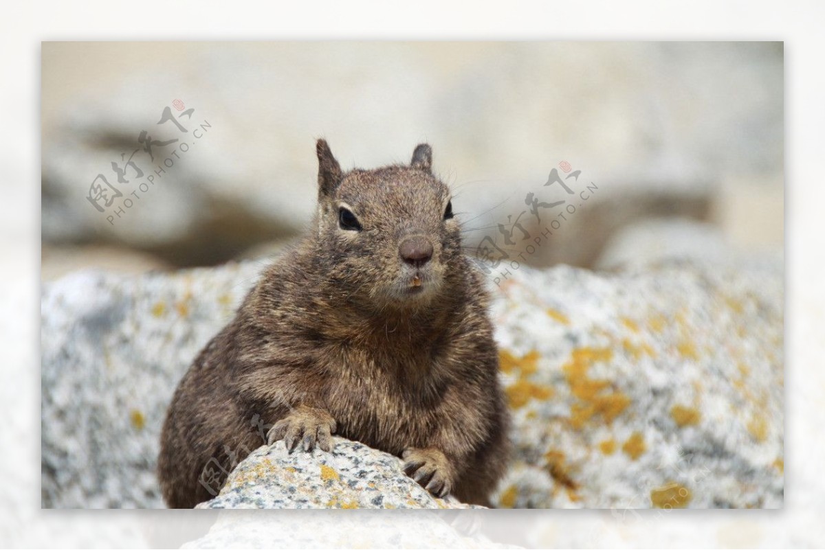 岩石上的小松鼠图片