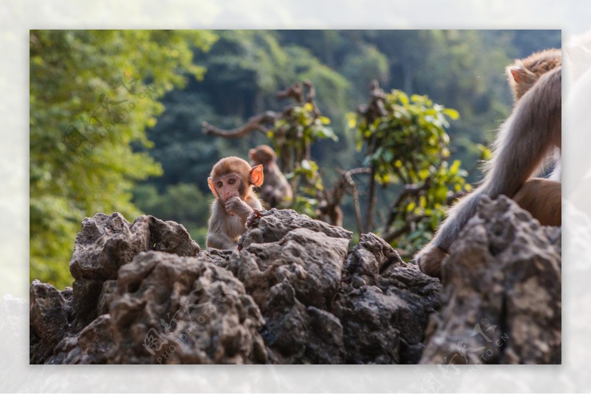 岩石上的小猴图片