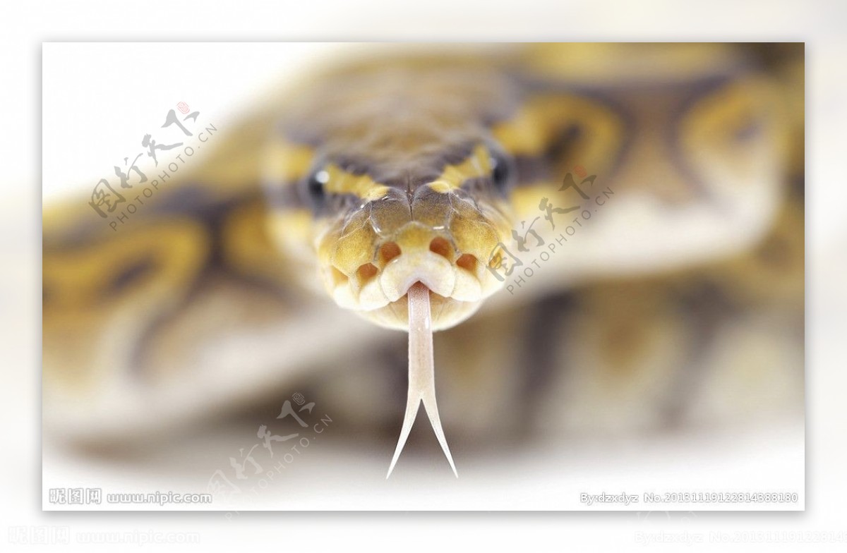 毒蛇 蛇 动物 - Pixabay上的免费照片 - Pixabay