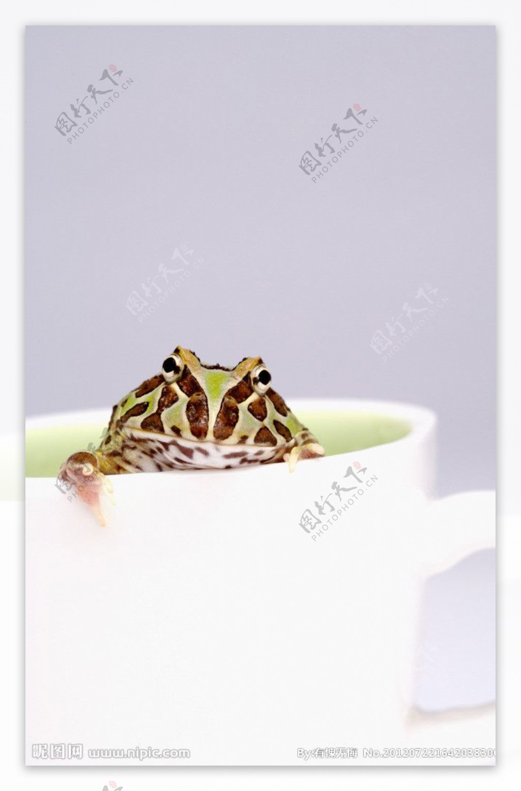 青蛙牛蛙图片