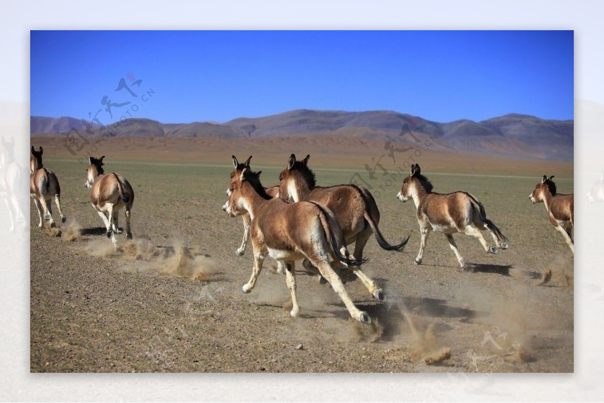 西藏野驴图片