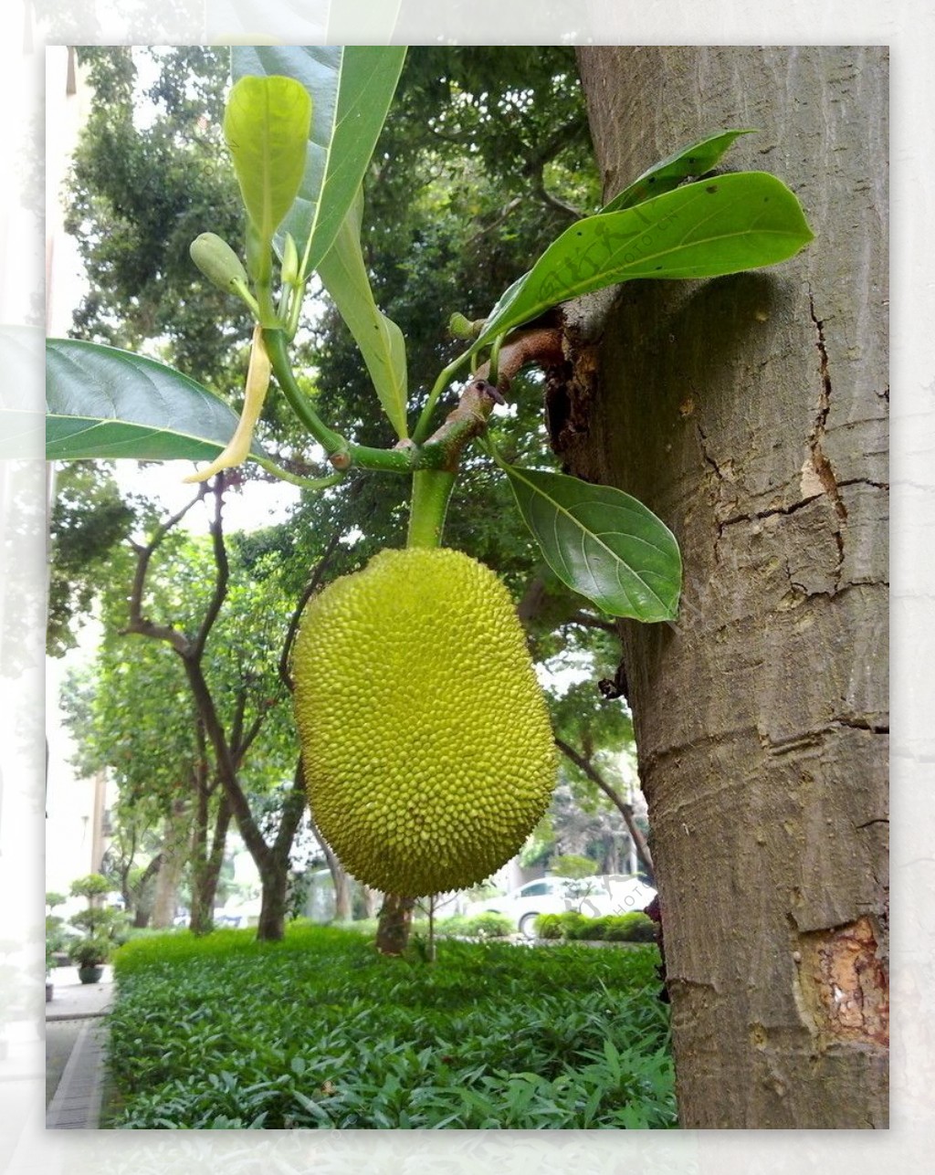 菠萝蜜树上高清摄影大图-千库网