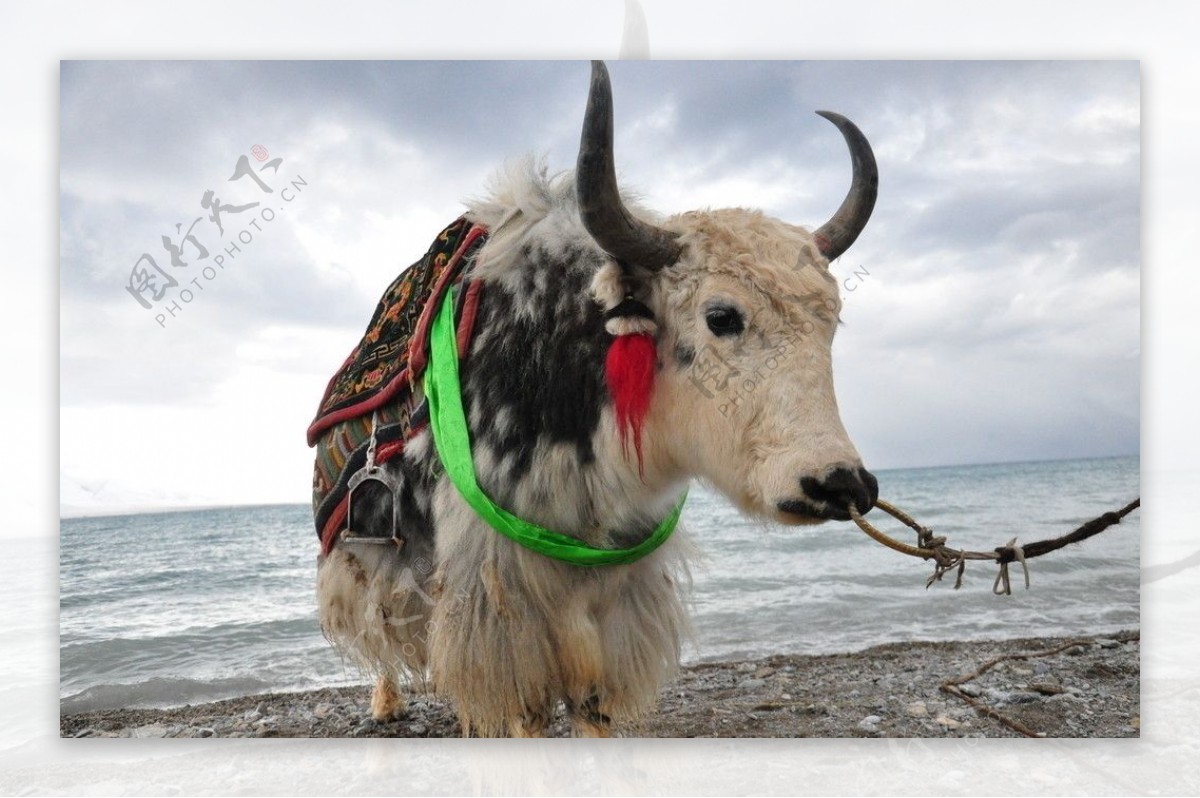 西藏摄影作品藏羚羊图片