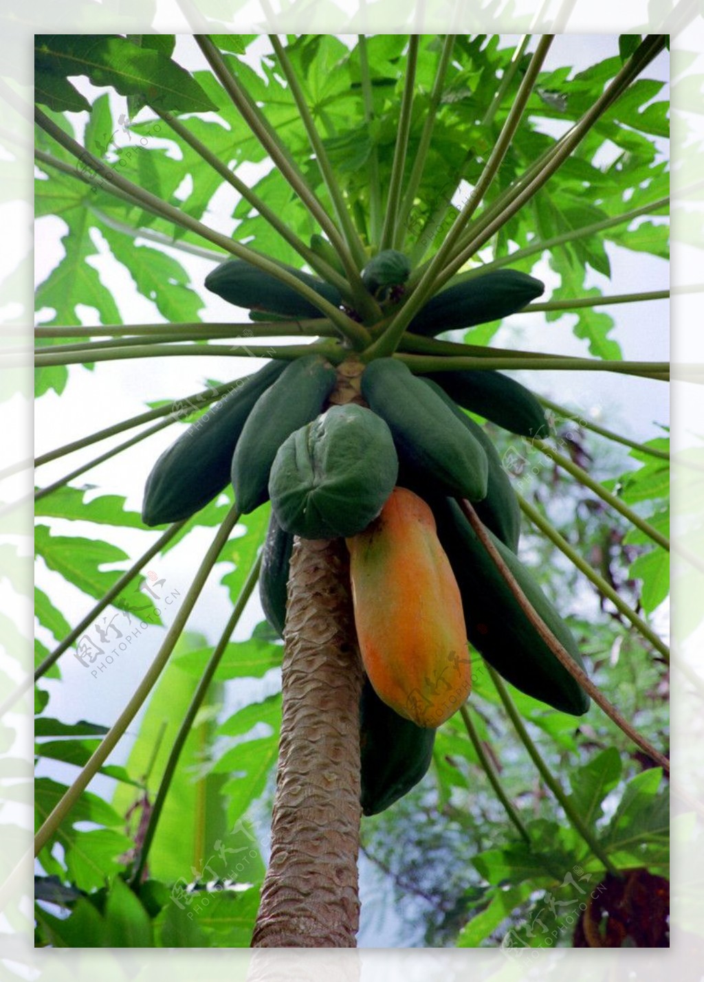 番木瓜树图片