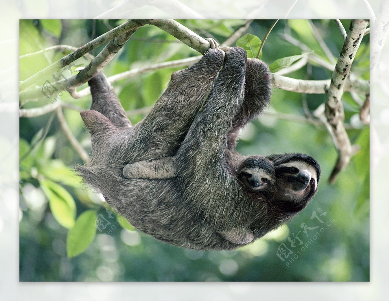 哥斯达黎加科尔科瓦多国家公园-3趾树懒带婴儿宝宝