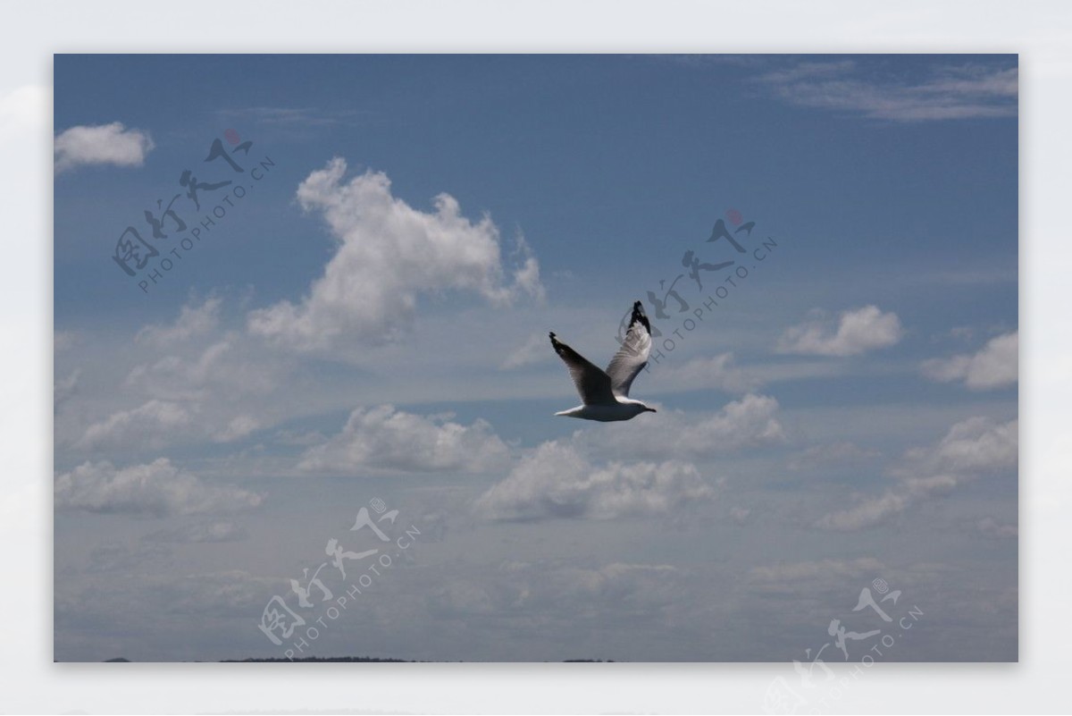 海鸥翱翔图片