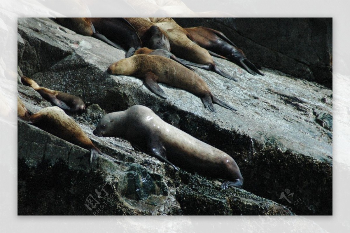 海豹野生动物图片