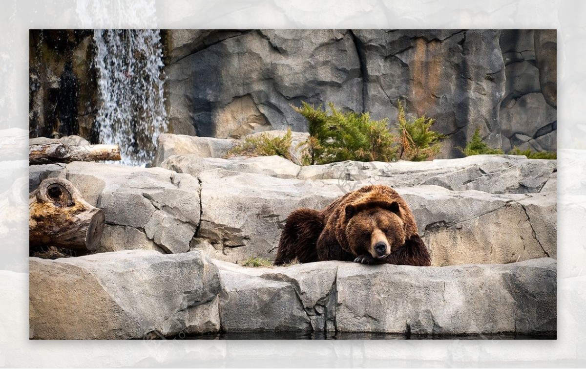 可爱棕熊图片