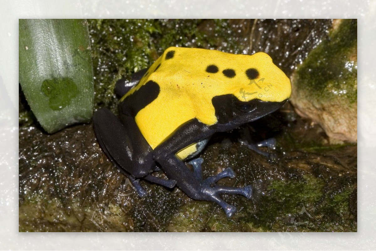 黄黑箭毒蛙图片