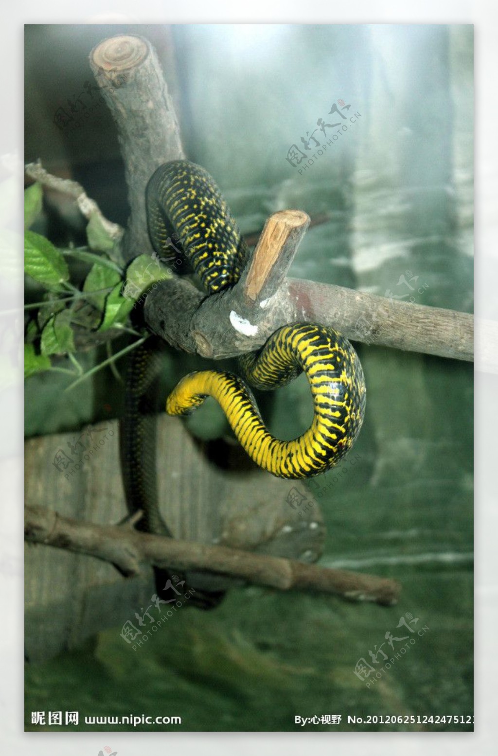 蟒蛇图片