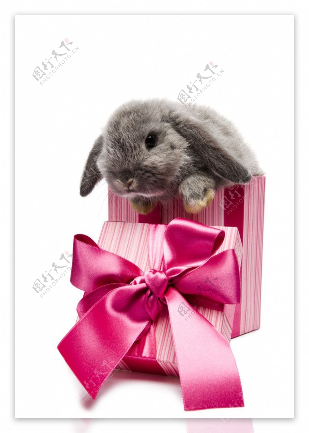 兔子礼盒蝴蝶结图片