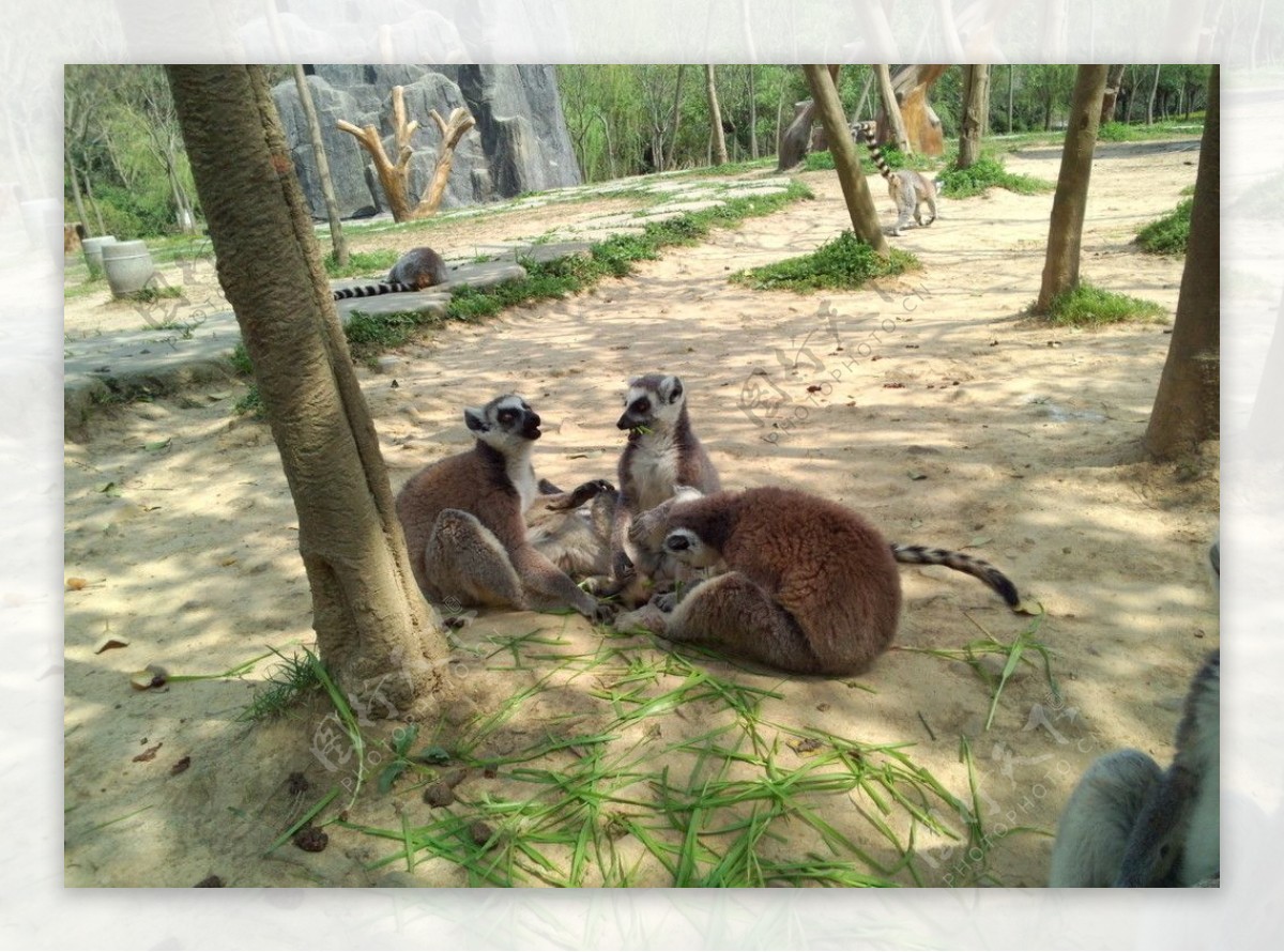 节尾狐猴图片