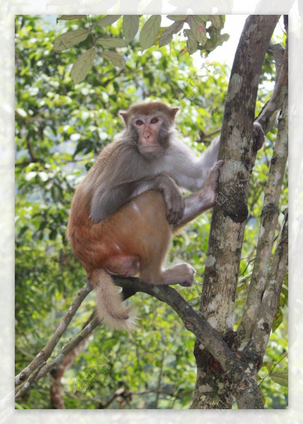 龙虎山猴子图片