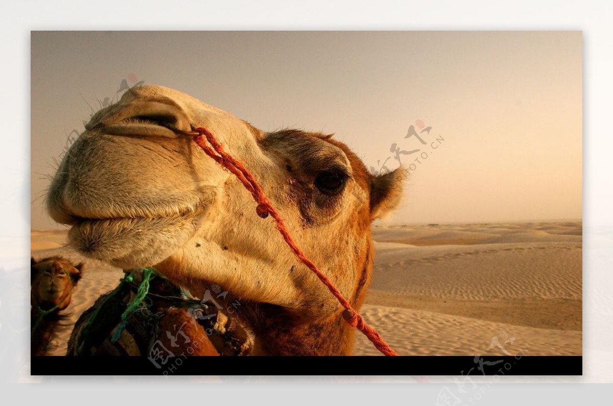 骆驼特写图片