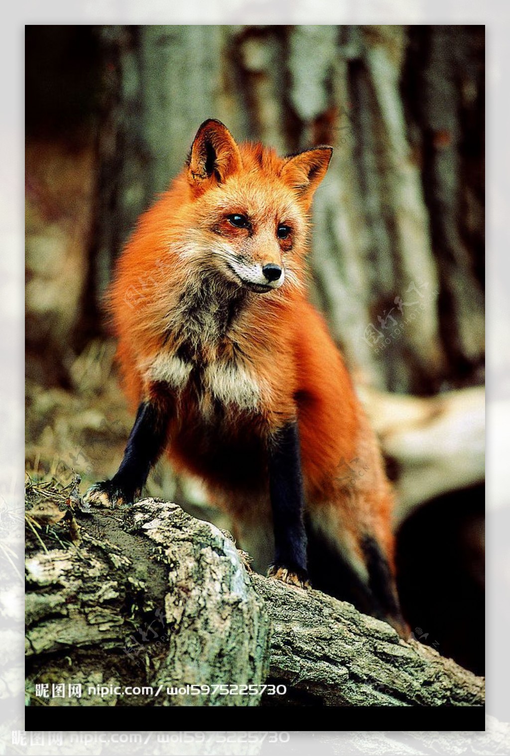 豪气的狐狸图片