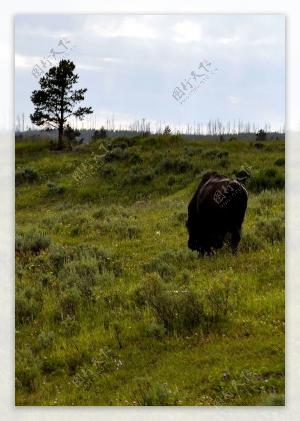 Bison野牛图片