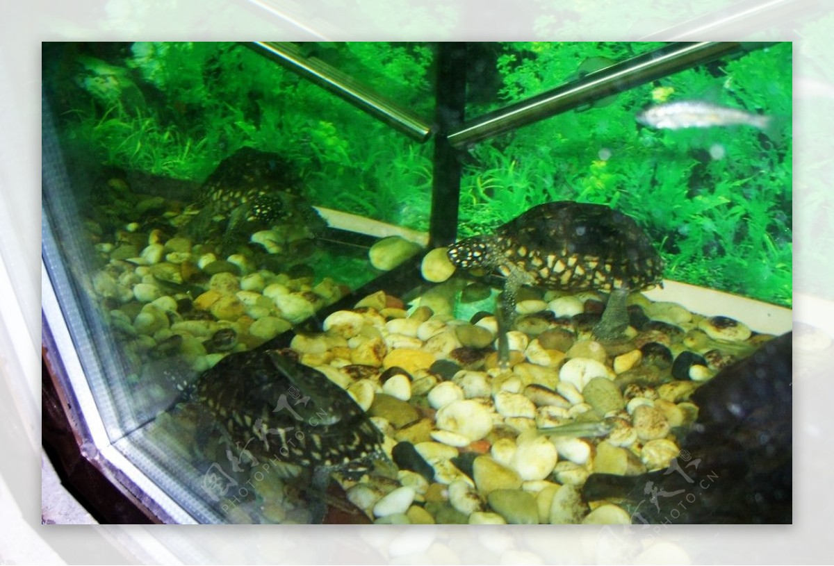 斑点池龟图片