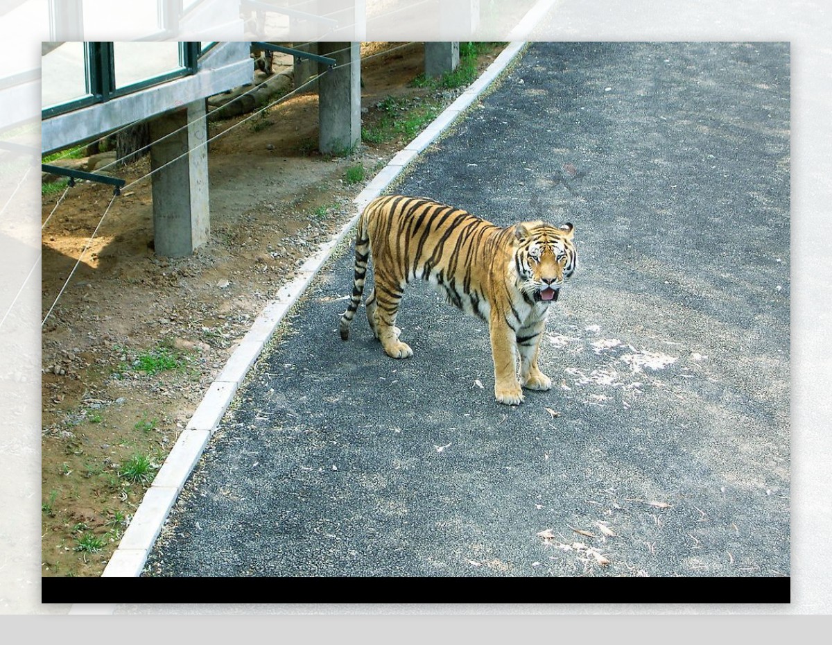 大连森林动物园老虎图片