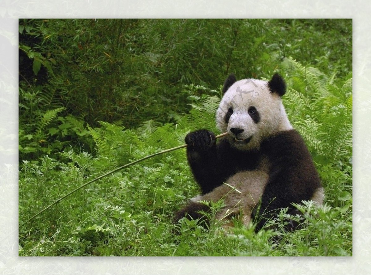 碧峰峡熊猫基地的大熊猫宝宝，中国四川 (© Suzi Eszterhas/Minden Pictures)