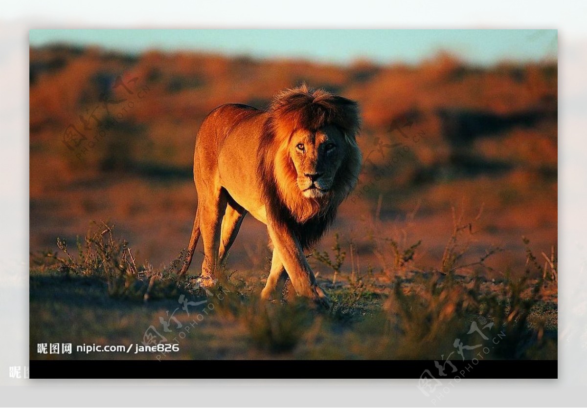 非洲草原雄狮图片