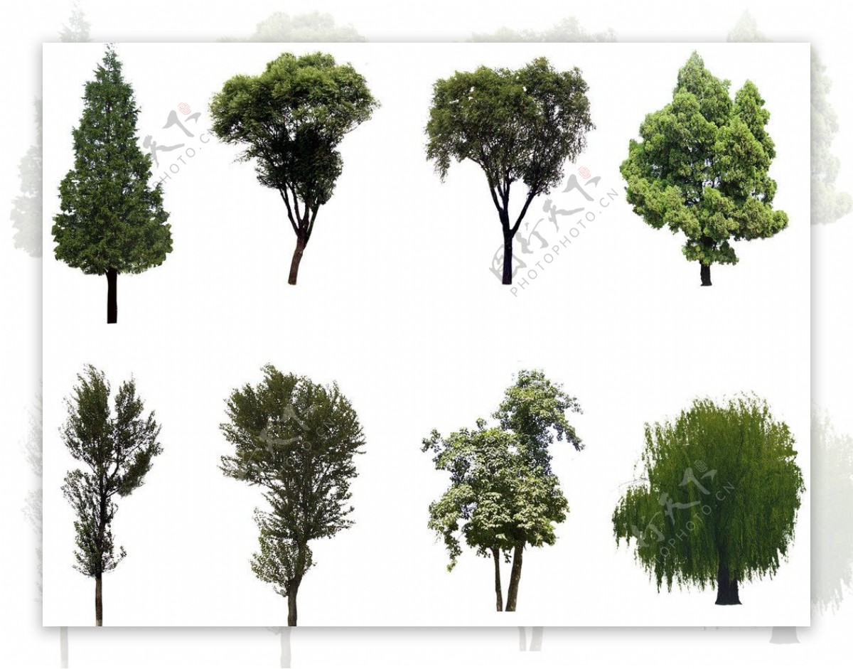 八种常用灌木图片