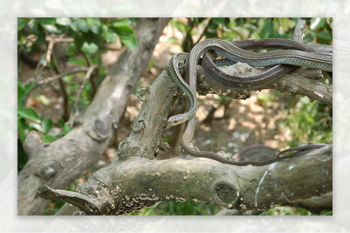 树上之蛇图片
