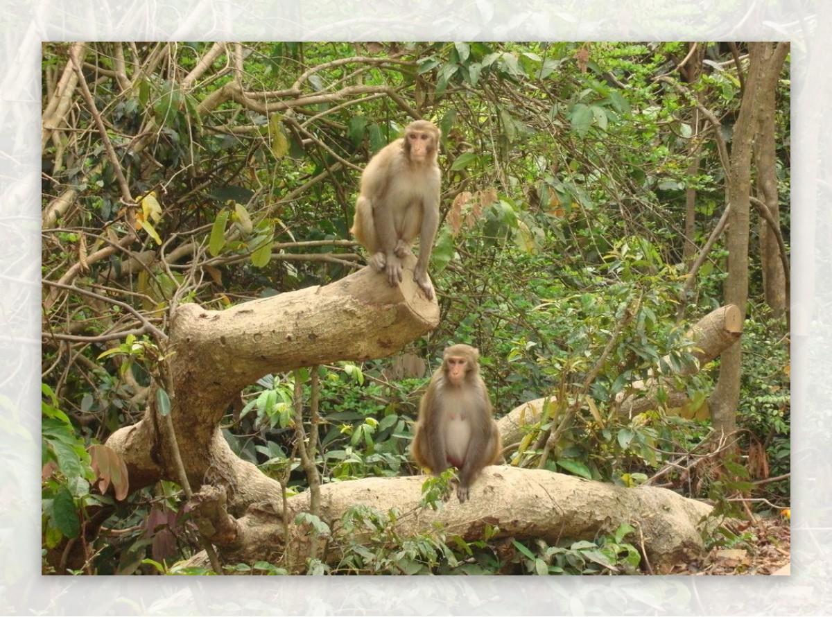 龙虎山猴子猴儿迎宾图片