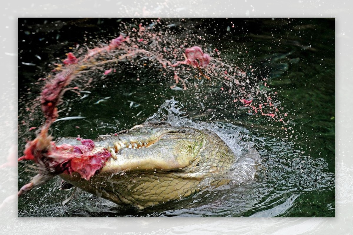 鳄鱼捕食精彩瞬间图片