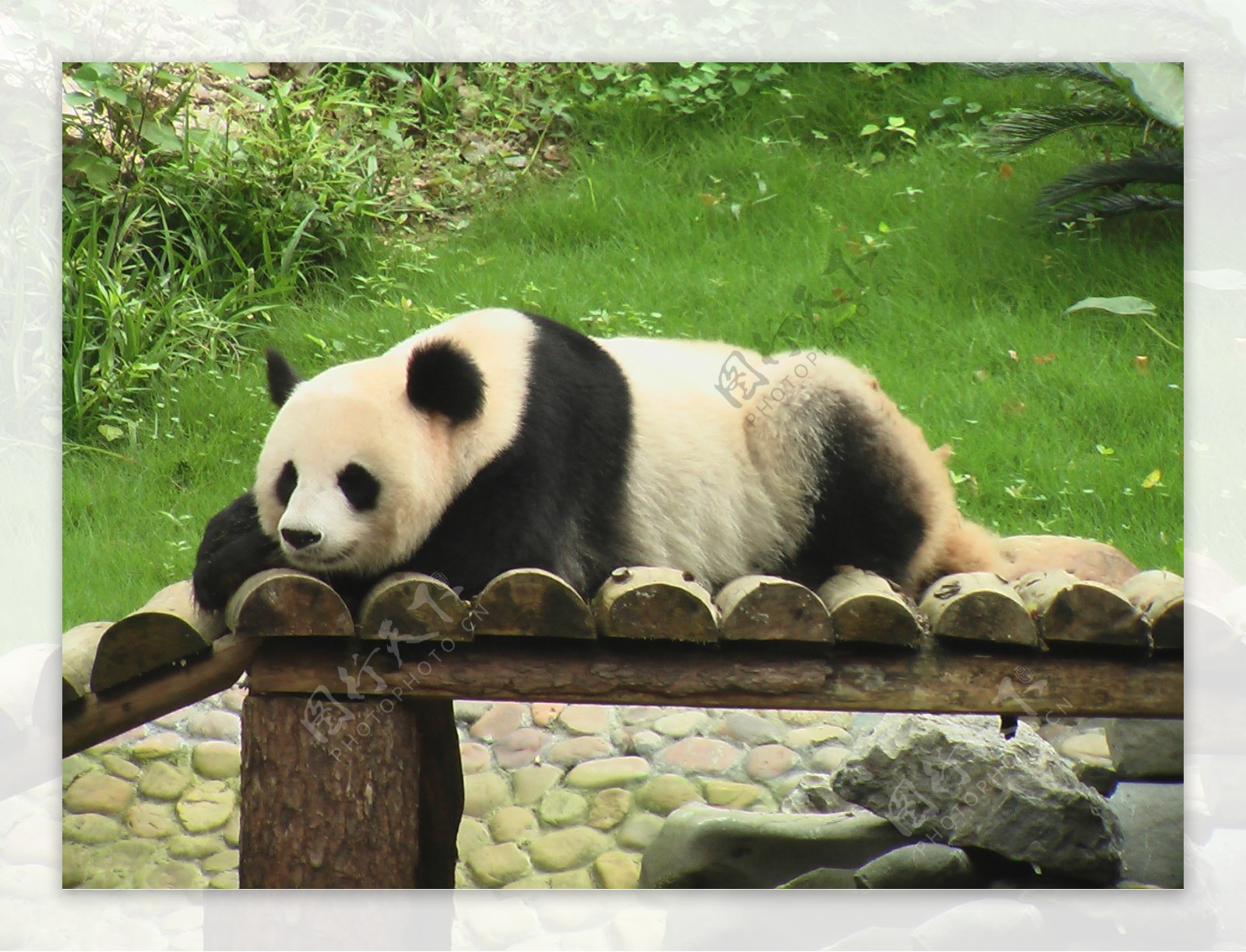 熊猫小憩图片