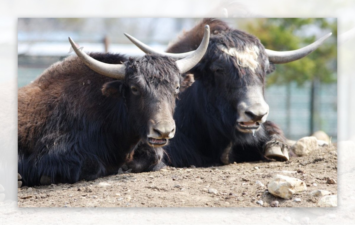 那须枥木县高原野生动物园草食动物牛图片