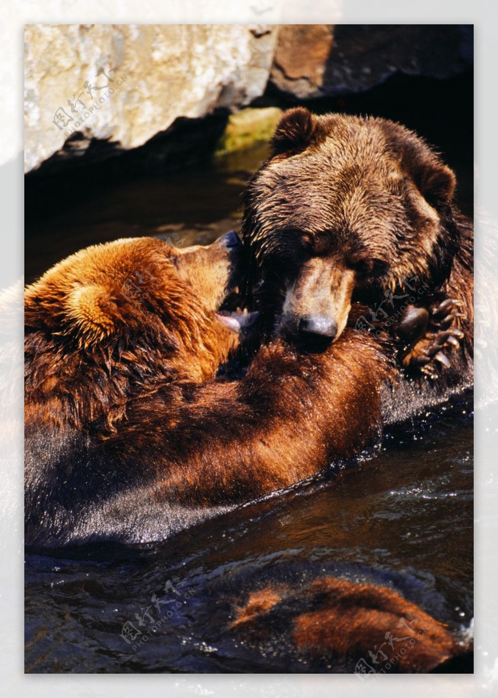 大棕熊图片