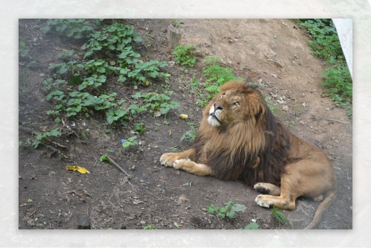 狮子百兽之王图片