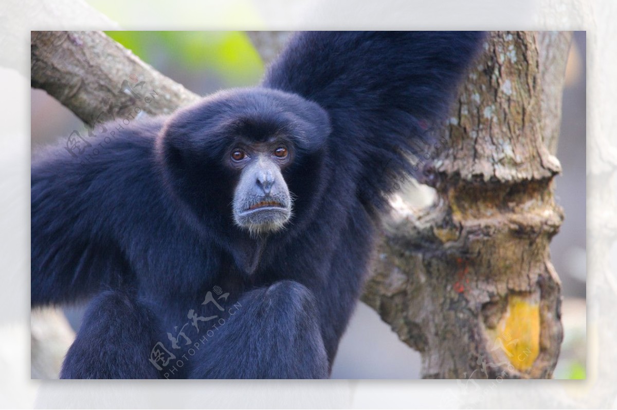动物表情猩猩猴子图片