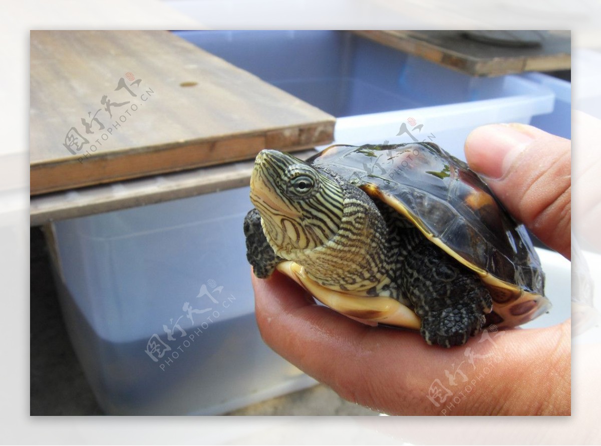 珍珠龟花龟水龟图片
