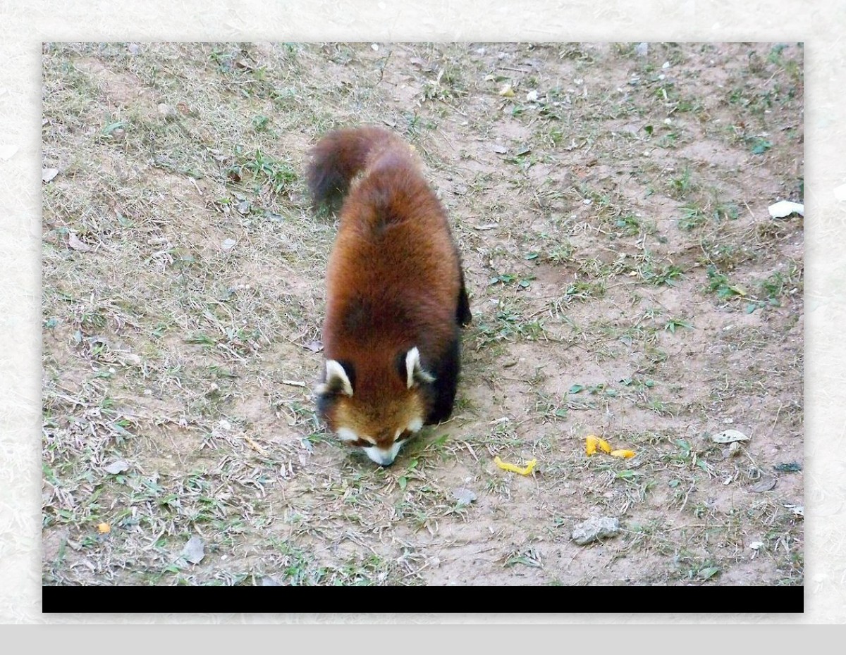 小熊猫RedPanda图片