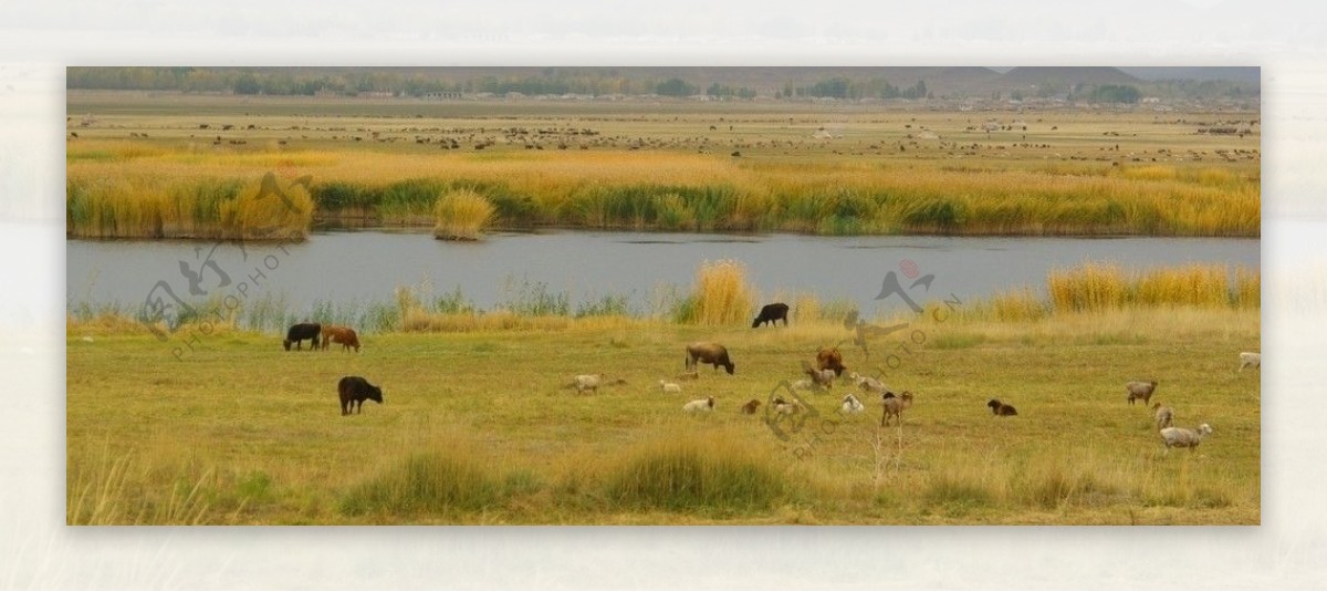 北疆草原图片