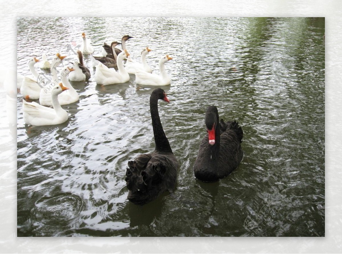 湖上安逸的黑天鹅和白天鹅图片