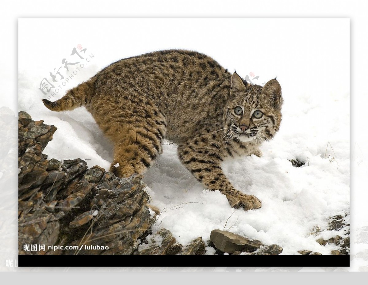 雪地中的山猫图片