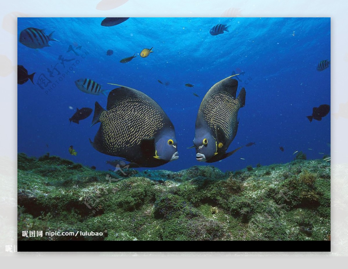 巴西罗卡环礁法国神仙鱼图片